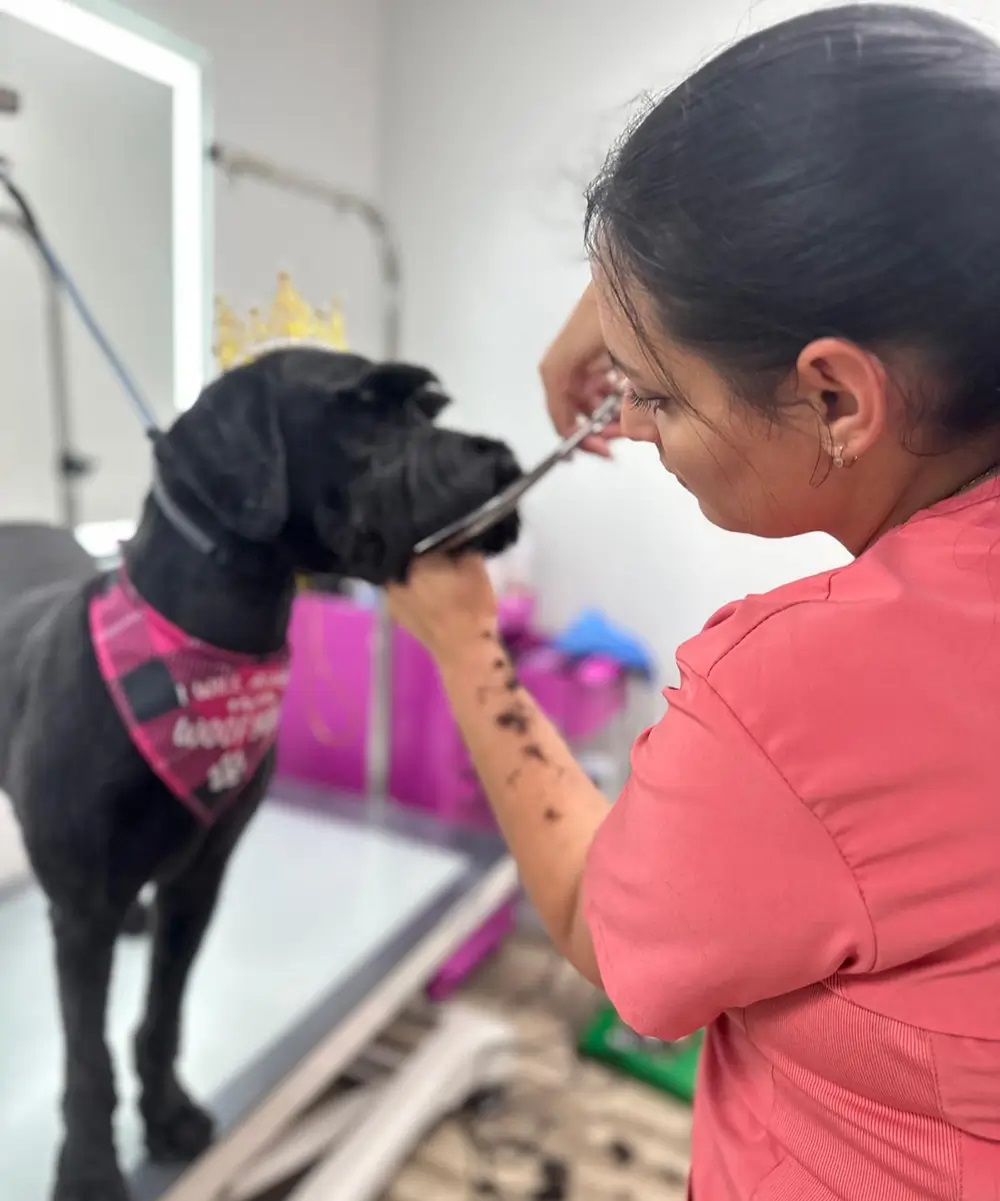 Boujee Mobile Pet Grooming - Business Photo