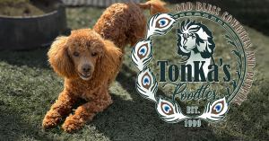 TonKa's Poodles - Logo