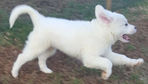 TennMont Farms Pet Boarding Service - Logo
