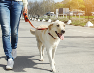 The Pawsitively Retreat - Dog day care center in Atlanta