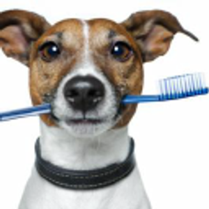 Chatfield Veterinary Hospital - Logo