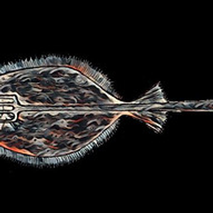 Stick'em Flounder Gigging Charters - Logo