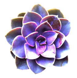 New California Gardens & Construction - Logo