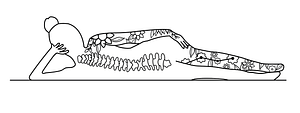Muscle Mechanics LLC - Logo