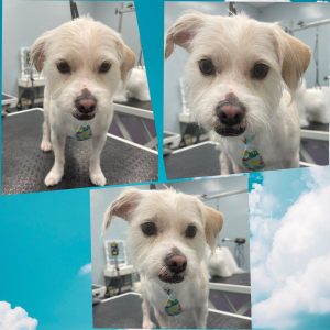 Dang Diggity Dog & Pet Grooming San Jose - Organic Pet Salon - Logo