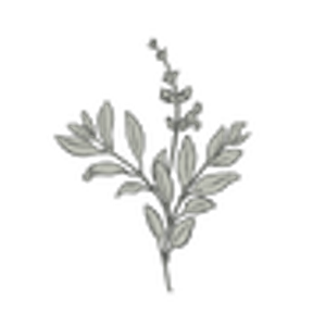 Wild Sage Creative Photography - Logo