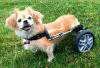 Rhode Island Pet Rehab - Logo