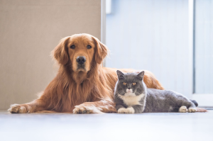 West Branch Animal Clinic - Logo