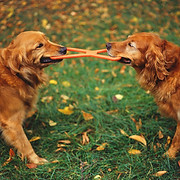 Green Acres Dog Boarding - Logo
