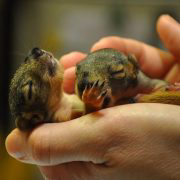 Yggdrasil Urban Wildlife Rescue - Logo